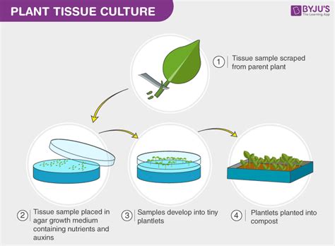 explain tissue culture method in brief