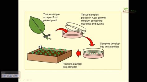 explain tissue culture method