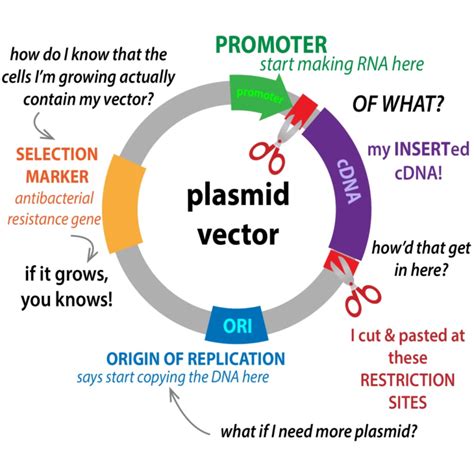 Explain Why The Plasmid Is Engineered With Amp And Lacz