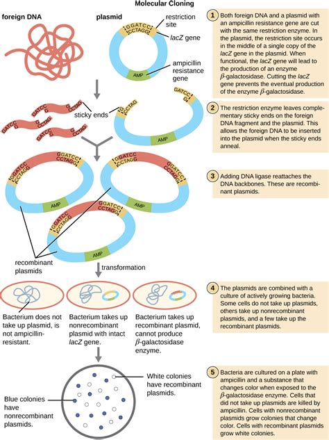 Read Explain Why The Plasmid Is Engineered With Amp And Lacz 