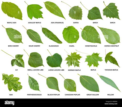 Explore 16 Types Of Leaves Ultimate Guide With Pictures Of Different Types Of Leaves - Pictures Of Different Types Of Leaves