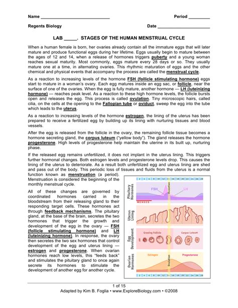 explore biology answer menstrual lab key