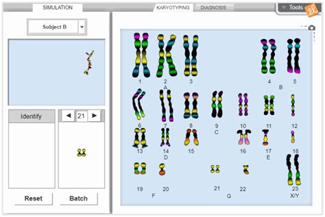 Explore Learning Human Karyotyping Gizmo Answer Key