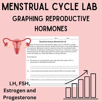 Explore The Menstrual Cycle Lab Answers