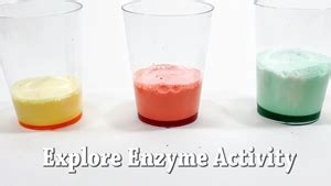Exploring Enzymes Stem Activity Science Buddies Hydrogen Peroxide Science Experiment - Hydrogen Peroxide Science Experiment