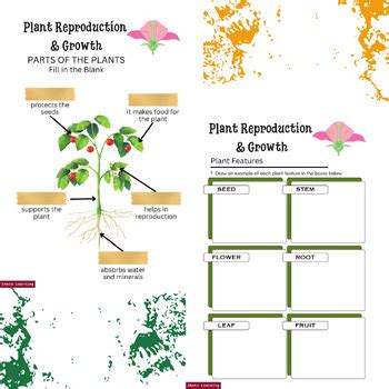 Exploring Plant Anatomy Free Worksheets On The Parts Plant Anatomy Worksheet - Plant Anatomy Worksheet