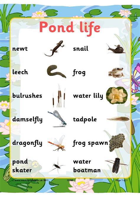 Exploring Pond Life With Over And Under The Pond Life Worksheet - Pond Life Worksheet