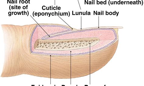 Exploring The Biology Of The Nail An Intriguing Nail Science - Nail Science
