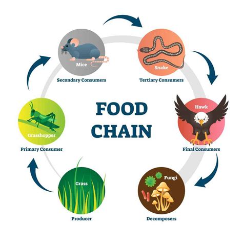 Exploring The Food Chain A Hands On Lesson Food Chain Lesson Plan - Food Chain Lesson Plan