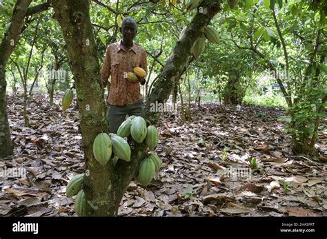 export kakao elfenbeinküste