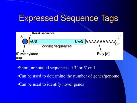 Expressed Sequence Tags