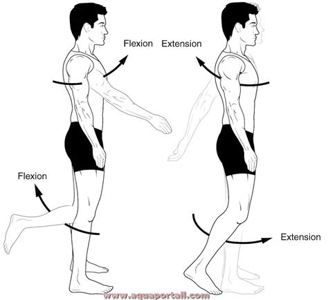 Extension And Flexion
