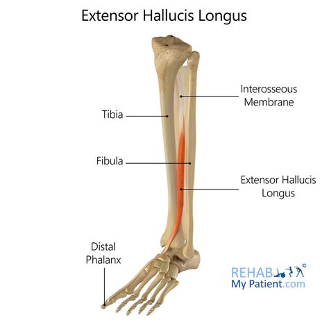 extensor hallucis longus