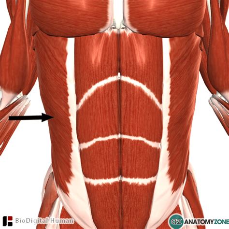 External Abdominal Oblique