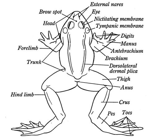 External Anatomy Of Frog