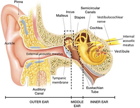 External Ear Anatomy