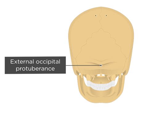 External Occipital Protuberance