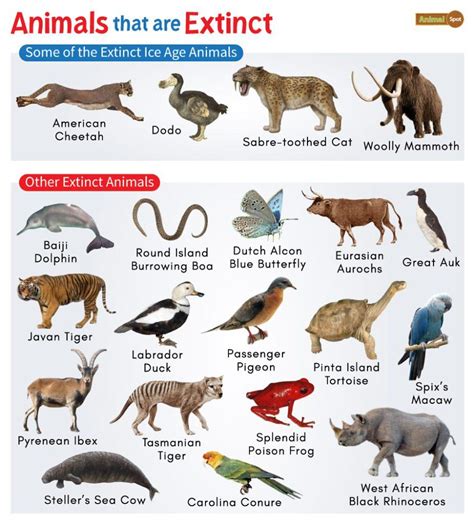 Extinct Animals List In Last 100 Years