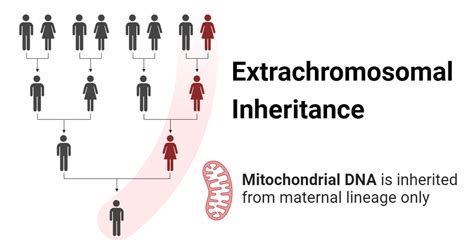 Extra Chromosomal Inheritance