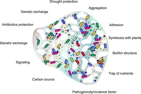 Extracellular Polymeric Substances