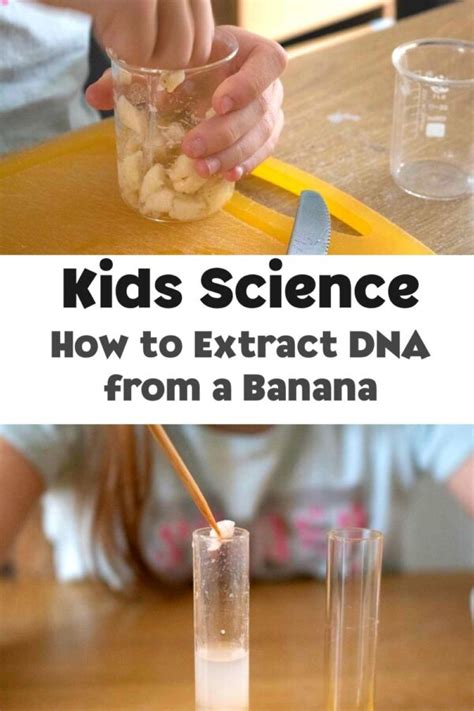 Extract Dna Science Experiment Fizzics Education Dna Science Experiment - Dna Science Experiment