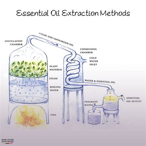 Extraction Of Essential Oil Using Steam Distillation