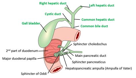 Extrahepatic Biliary Apparatus