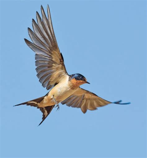 Extrem Swallow