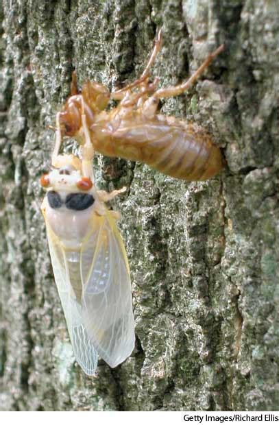 Exuviae Definition