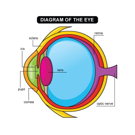 Eye Diagram For Kids   Human Eye Anatomy Quiz Diagram Labeling - Eye Diagram For Kids