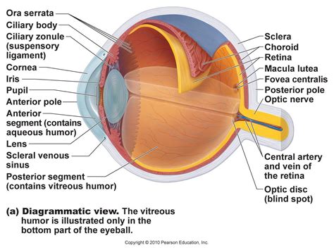 Eye Diagram With Labels And Detailed Description Byju Eye Diagram For Kids - Eye Diagram For Kids