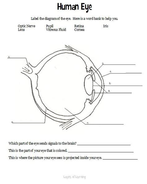 Eye Diagram Worksheets 99worksheets Eye Worksheet 1st Grade - Eye Worksheet 1st Grade