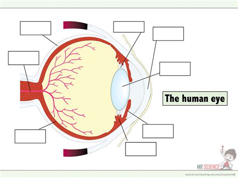 Eye Diagram Worksheets 99worksheets Structure Of The Human Eye Worksheet - Structure Of The Human Eye Worksheet