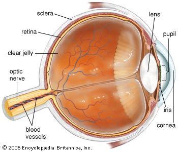 Eye Kids Britannica Kids Homework Help Eye Diagram For Kids - Eye Diagram For Kids