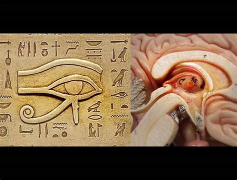 eye of horus and pineal gland