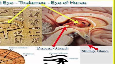 eye of horus next to pineal gland