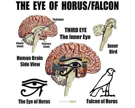 eye of horus vs brain