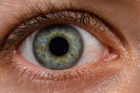 Eye Wikipedia Or The Eye And Vision Anatomy The Eye Worksheet - The Eye Worksheet
