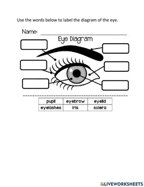 Eye Worksheet 1st Grade   Free Social Studies Lesson The Doctor With An - Eye Worksheet 1st Grade