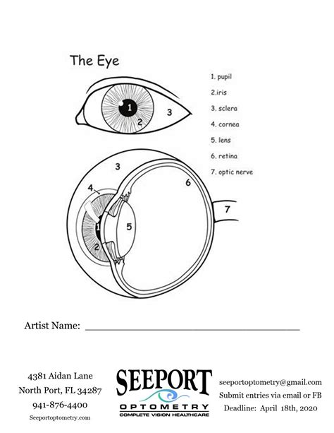Eye Worksheet For Kids Clear Choice Custom Lasik The Eye Worksheet - The Eye Worksheet