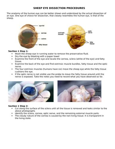 Read Online Eye Dissection Guide 