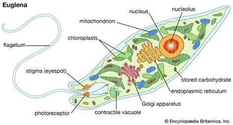 eyespot biology Britannica