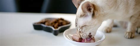 färskfoder katt fördelar