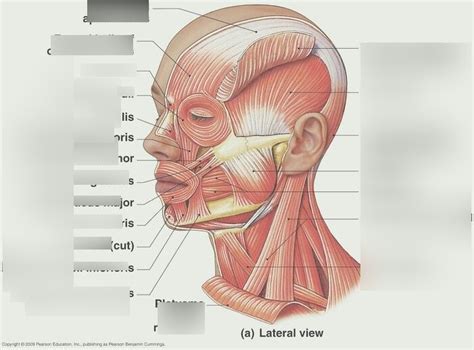 Download Face Lab Answers 