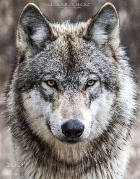Read Face To Face With Wolves Face To Face With Animals 