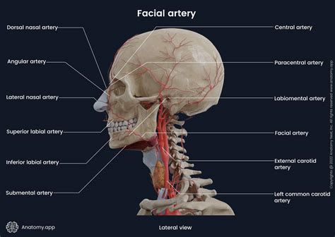 Facial Artery Branches