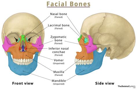 Facial Bones Name