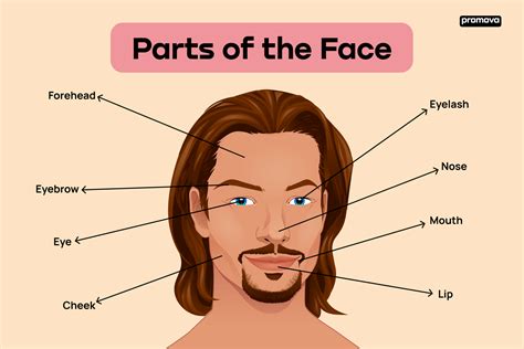 facial features english