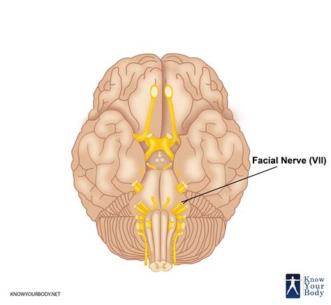 Facial Nerve Brain