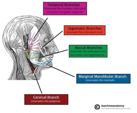 Facial Nerve Branches